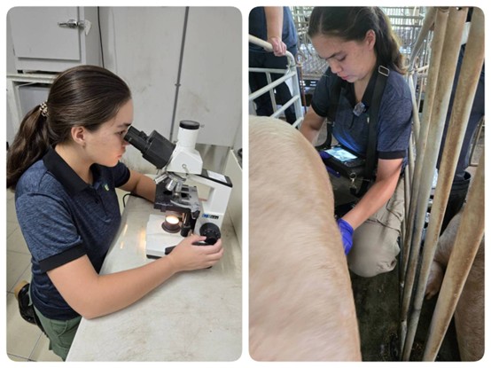 Using a microscope, Catherine examined boar sperm motility and performed pregnancy testing on sows during the pig farming practicum.